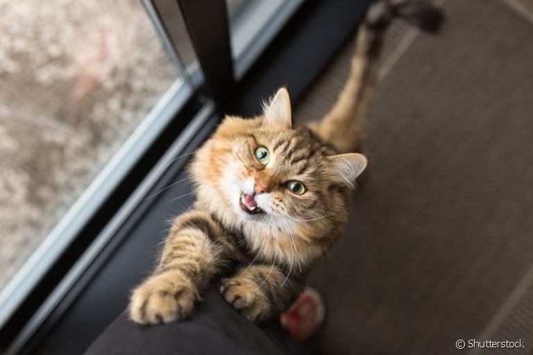 Afinal, o gato escolhe o seu dono ou nem se importa com isso? O Patas da casa te ajuda a responder essa questão