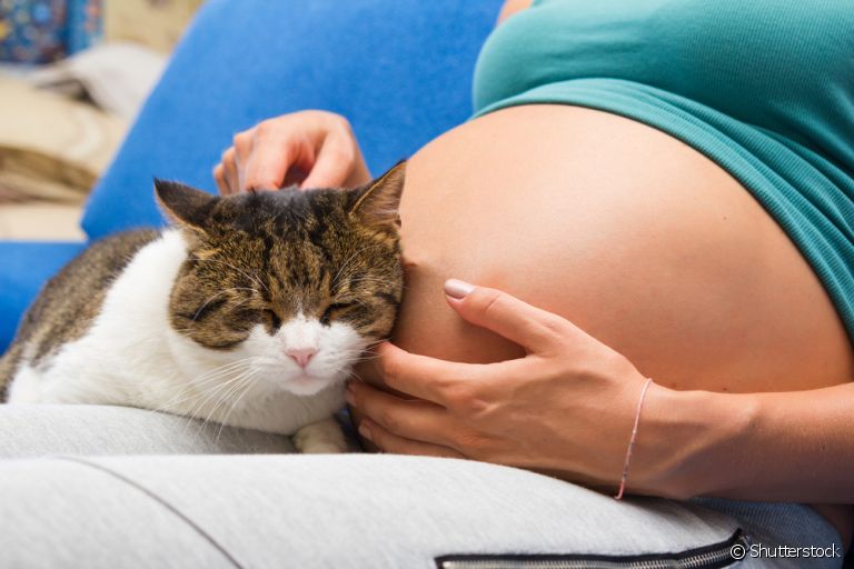 Será que grávida pode ter gato? Descubra a resposta a seguir!