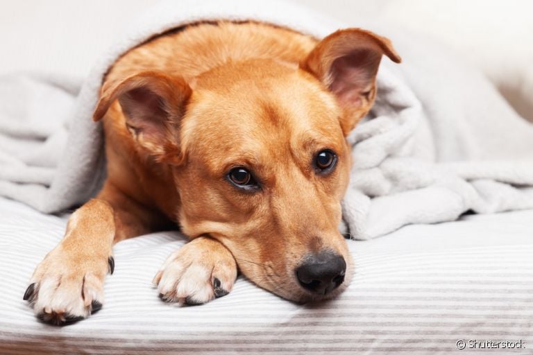 A leishmaniose canina é uma doença grave. Saiba quais sãos os sintomas e como identificar!