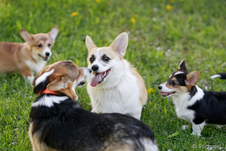 Entenda mais sobre a linguagem canina e como os doguinhos se comunicam