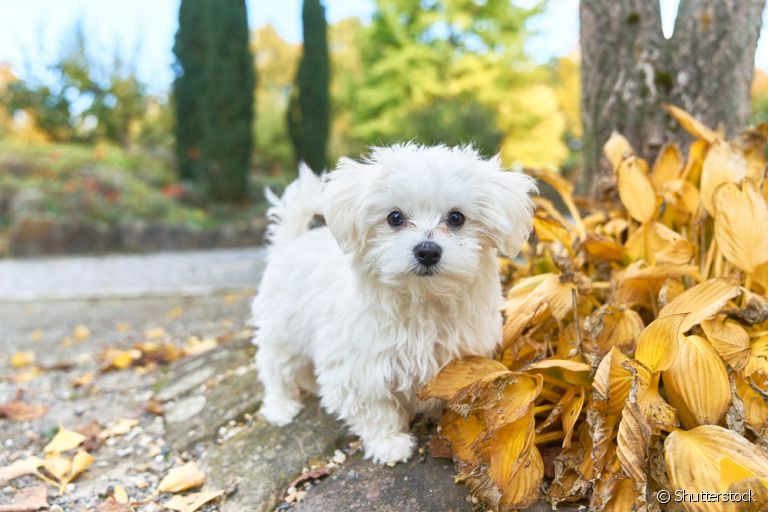 Maltês: personalidade do cãozinho é adorável