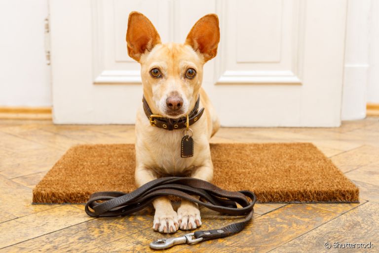 Passeio: cachorro precisa de alguns cuidados para não ter problemas quando sai de casa