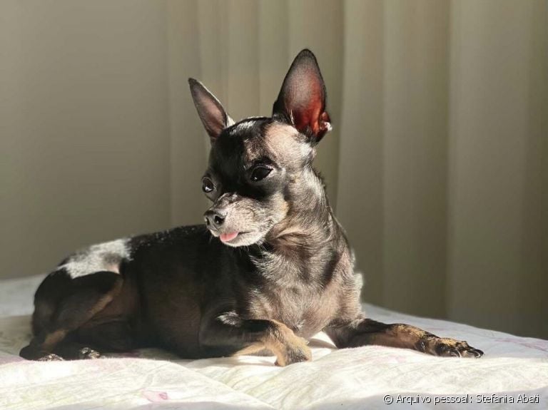 O Bento é um Pinscher super popular no Instagram (@bentopinscher)