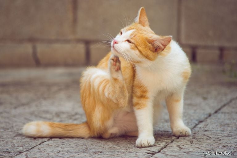 Entenda como os carrapatos e pulgas em gatos afetam a saúde e bem-estar do animal
