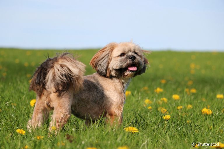 O filhote de Lhasa Apso é capaz de transformar para melhor a vida de qualquer um