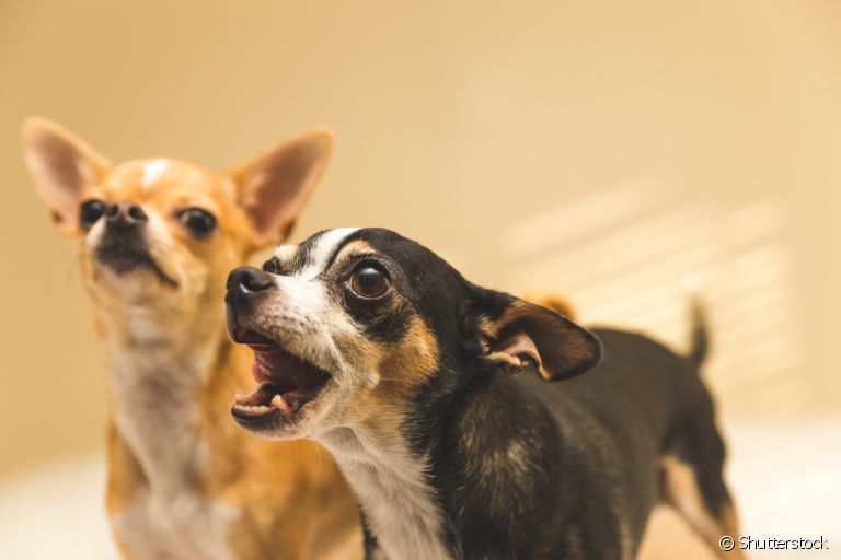 Cachorro latindo: do Chihuahua ao Doberman, veja quais são as raças que mais latem