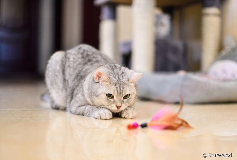Alguns brinquedos interativos para gatos ajudam a distrair e melhorar a qualidade de vida do bichano