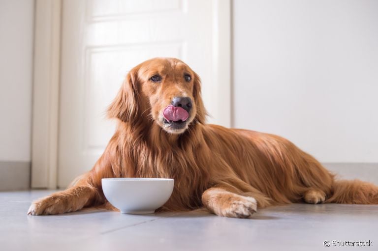 A ração para cachorro possui diversos nutrientes que impactam a saúde do animal