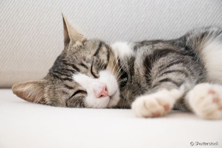 Um gato dormindo é a coisa mais fofa do mundo. O que poucos sabem é que o sono dos felinos é cheio de curiosidades.