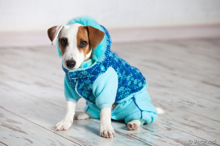 Cachorro sente frio e as roupinhas podem ajudar a mantê-lo aquecido