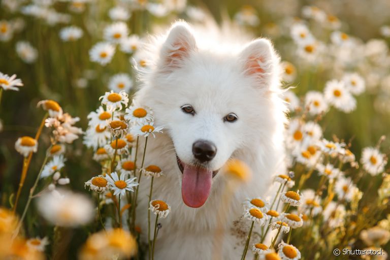 O Samoieda é um adorável cãozinho que é capaz de conquistar qualquer um