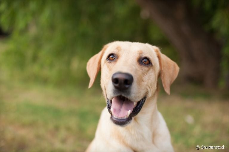 O sistema nervoso do cachorro é fundamental para o bom funcionamento de todo o corpo do pet