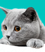 Veja em infográfico 6 dicas para escovar os pelos do gato
