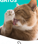 Veja em infográfico 8 manias de gato e o que significam