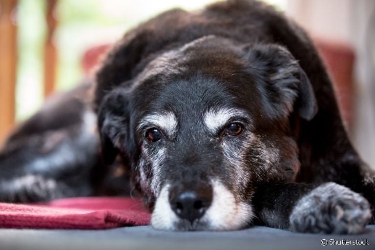 Alguns acessórios para cachorro são indispensáveis para melhorar a qualidade de vida do seu idosinho