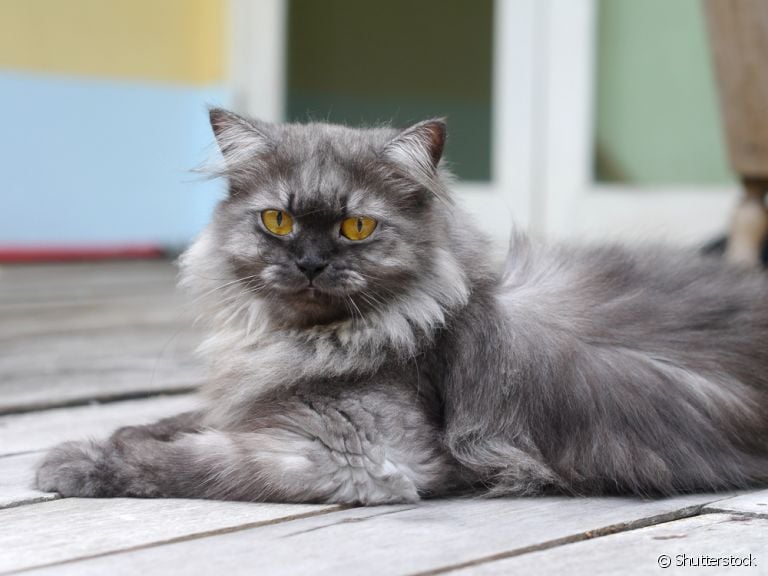 Como cuidar de gato idoso: alguns acessórios podem ajudar nessa missão