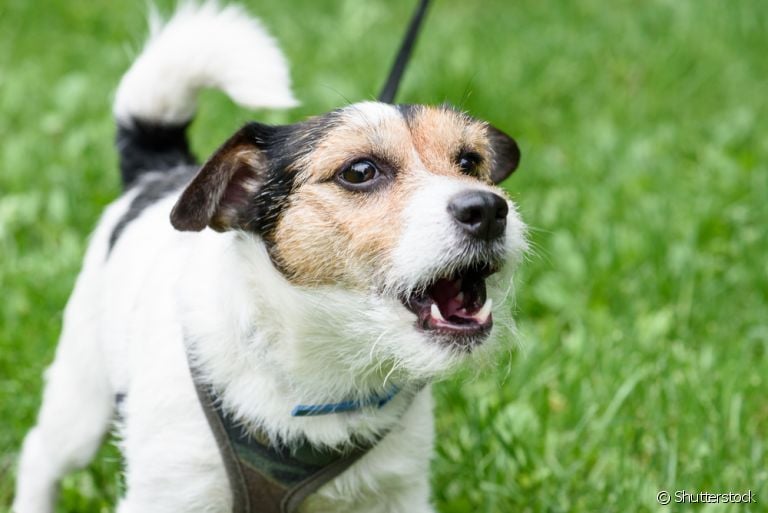 Cachorro latindo para outro cachorro no passeio normalmente é sinal de ansiedade