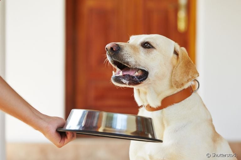 Existem muitos alimentos que fazem mal para cachorro pelo excesso de gordura. Saiba como o nutriente afeta o seu pet.