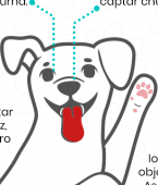 Anatomia externa canina: veja o infográfico e aprenda mais sobre as partes do corpo do cachorro