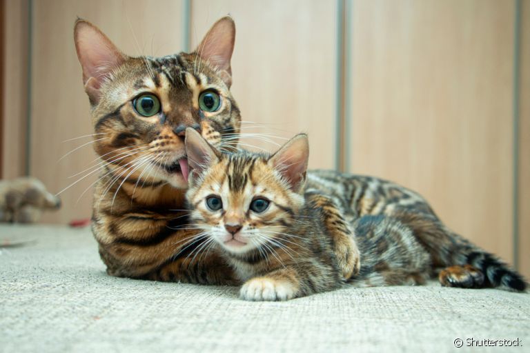 Transição de gato filhote para gato adulto: saiba os sinais dessa mudança de fase