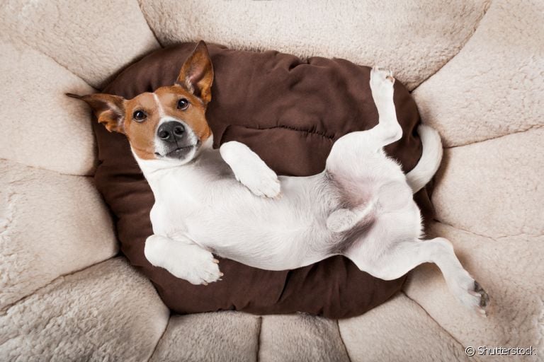 Em alguns casos, a barriga do cachorro fazendo barulho pode significar problemas de saúde