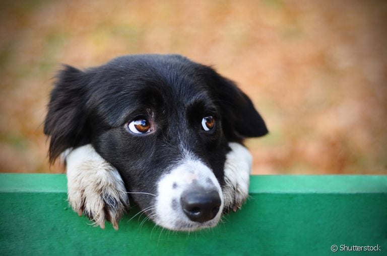 Berne em cachorro: saiba mais sobre o problema demartológico e a melhor forma de tratamento