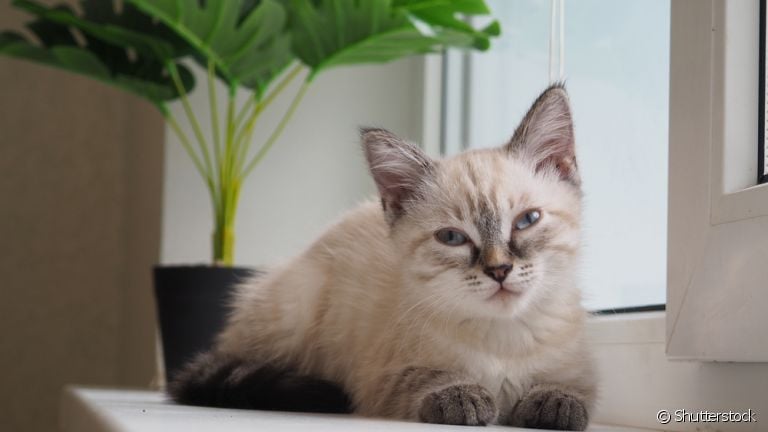 A bexiga do gato é fundamental para o funcionamento do sistema excretor. Conheça mais sobre essa parte do corpo dos felinos.