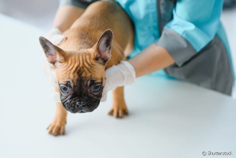 Carocinhos no corpo do cachorro pode ter diferentes causas