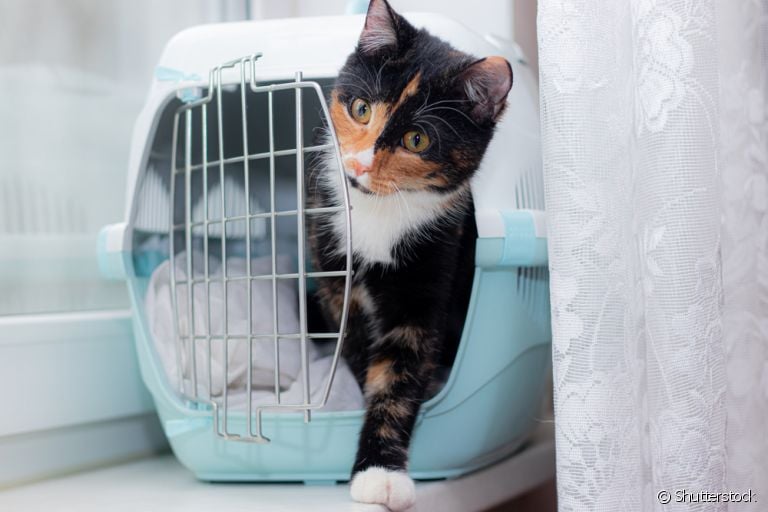 A caixa de transporte para gatos é ideal para viagens ou passeios de longas distâncias