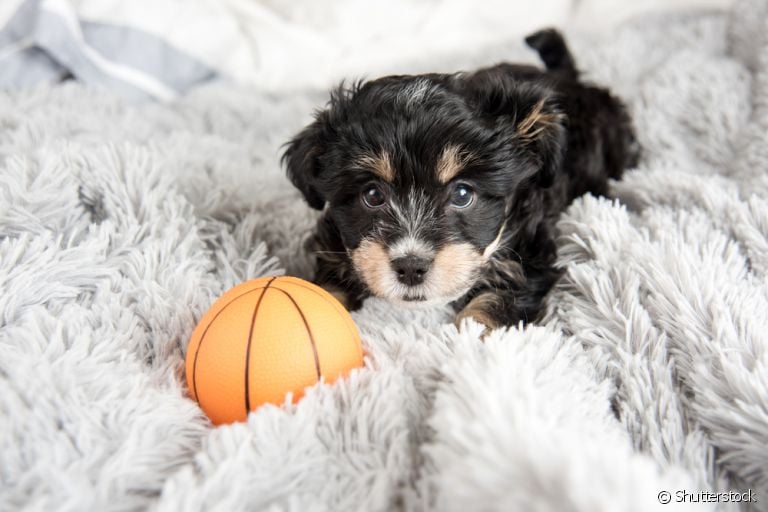 Os brinquedos para cachorro filhote devem ser apropriados para a idade do cãozinho