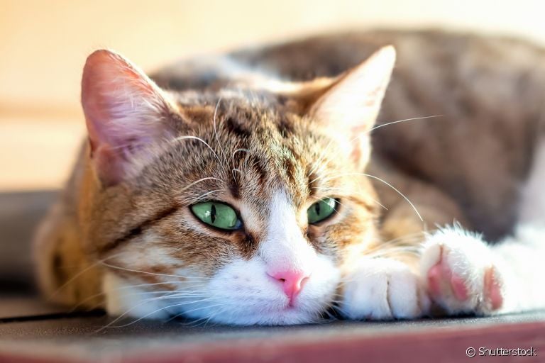 Gato tossindo, com dificuldade de respirar e cansado: conheça os principais sinais da bronquite felina