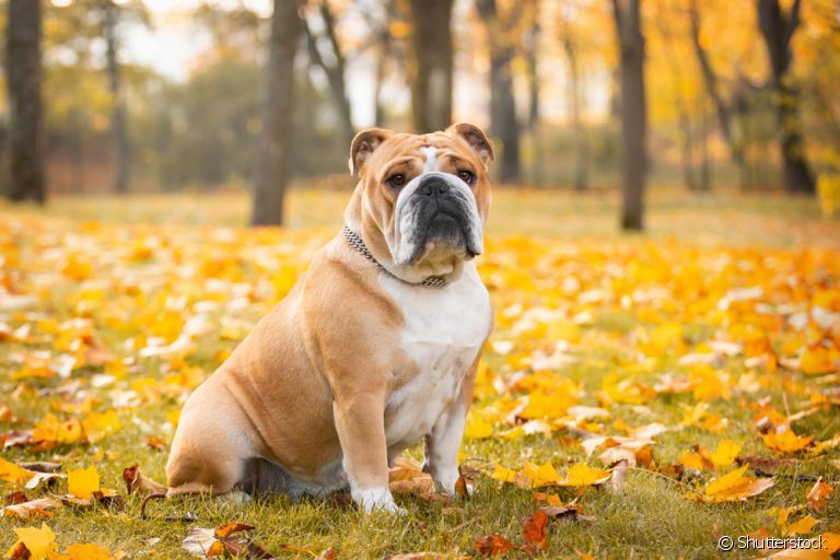 A saúde do Bulldog Inglês é frágil e precisa de cuidados ao longo da vida