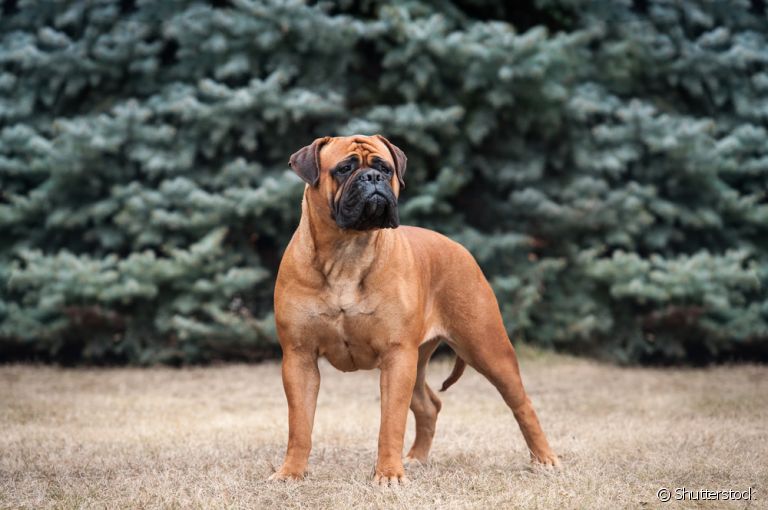O Bullmastiff é um cachorro grande no tamanho e no coração