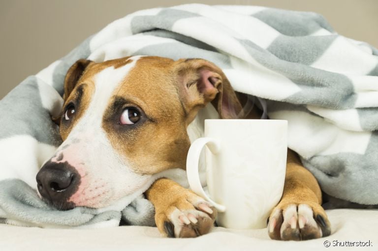 Seu cachorro está vomitando? Veja algumas dicas de como lidar com o problema