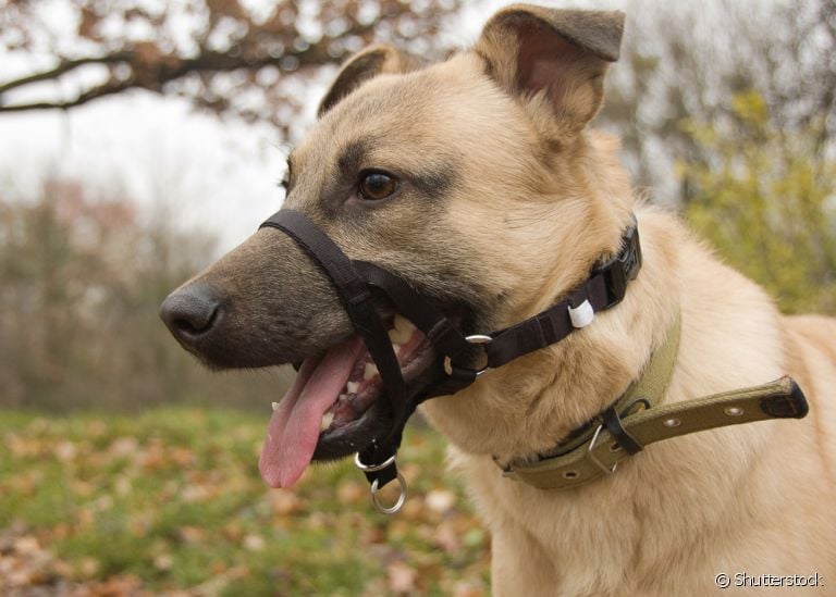 A coleira cabresto é indicada para cães que puxam muito no passeio