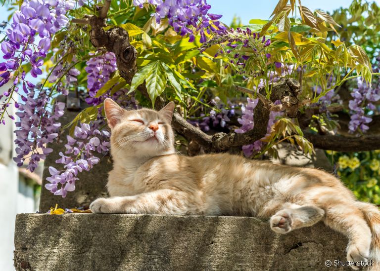 Como criar um gato em segurança no quintal: conheça dicas para seu pet ficar protegido na área externa