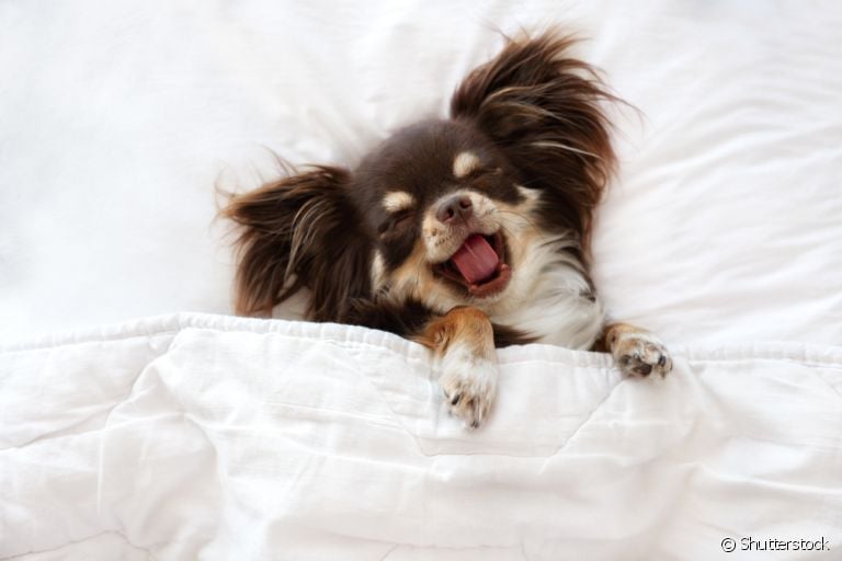 Aprender como fazer cachorro dormir é mais fácil do que você imagina 