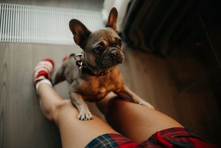 Se o seu cachorro pula nas pessoas, é possível corrigir o comportamento com algumas técnicas simples de adestramento