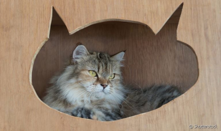 As tocas para gatos são como um refúgio para o gato descansar e até mesmo se esconder