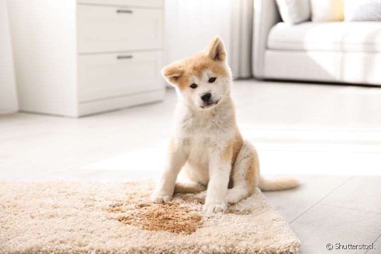 O educador sanitário para cachorro é uma ótima forma de ensinar o doguinho a fazer xixi no lugar correto