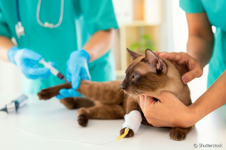 A consulta veterinária e o check-up anual são essenciais para garantir a saúde do gato
