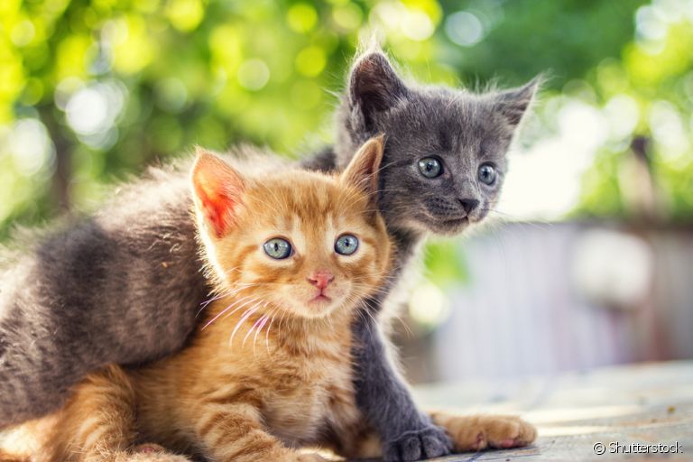 O comportamento de gatos filhotes passa por várias mudanças no primeiro ano. Veja abaixo