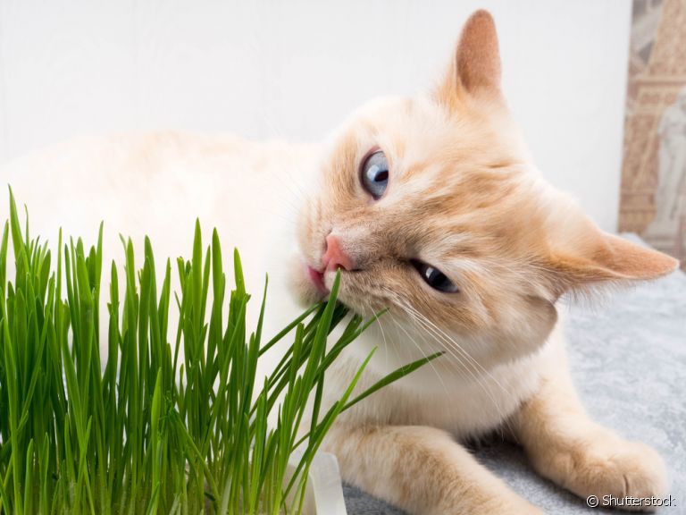 Por que gato come grama? Comportamento tem várias interpretações