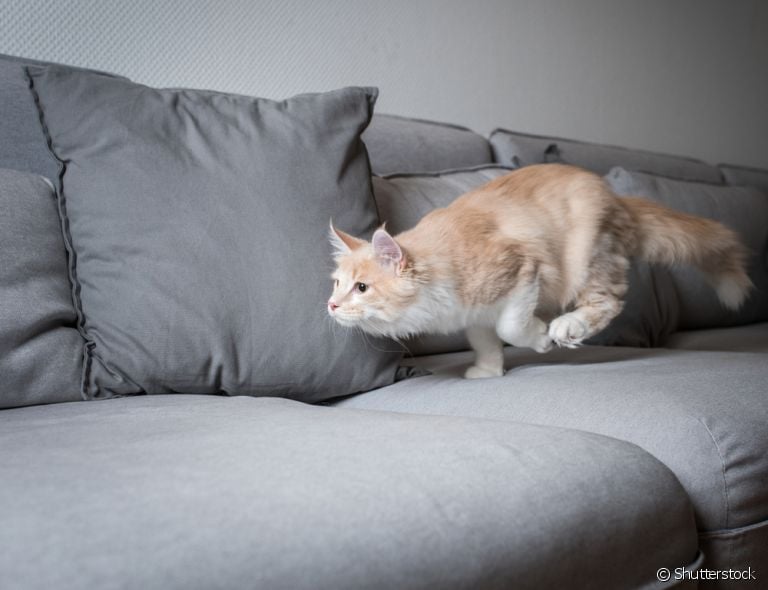 Gato correndo do nada de madrugada? Hábito crespucular natural dos felinos explica o comportamento