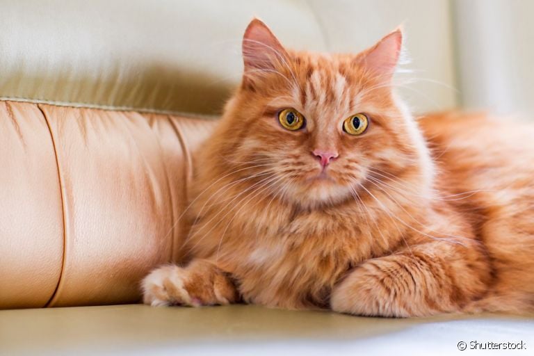 Os gatos laranjas são carinhosos e grandes amigos dos humanos. Saiba mais sobre bichanos com essa cor