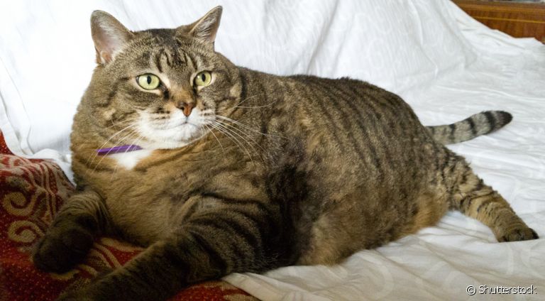 O gato acima do peso precisa de mudanças na rotina de alimentação e atividades físicas, além de acompanhamento médico