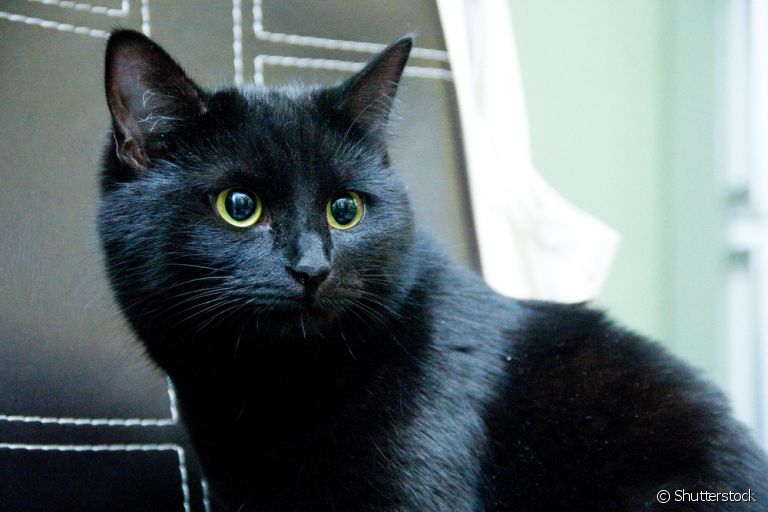 O gato com insuficiência renal pode apresentar alguns sinais, saiba quais são eles!
