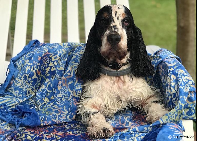 Um hotel que aceita cachorro é uma ótima opção para viajar com toda a família, sem deixar o pet para trás