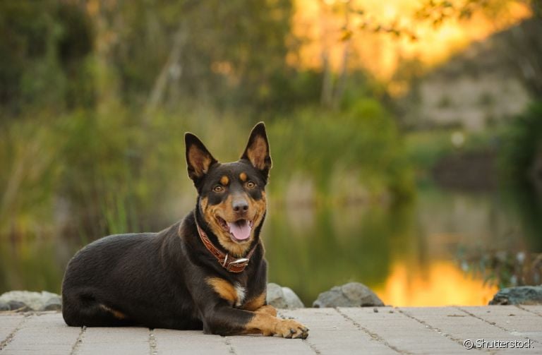 O Kelpie Australiano é um típico cão de pastoreio. Saiba mais sobre a raça!