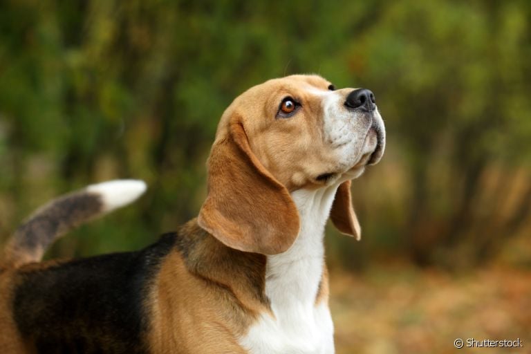 O lúpus canino é uma doença autoimune que precisa de tratamento ao longo de toda a vida